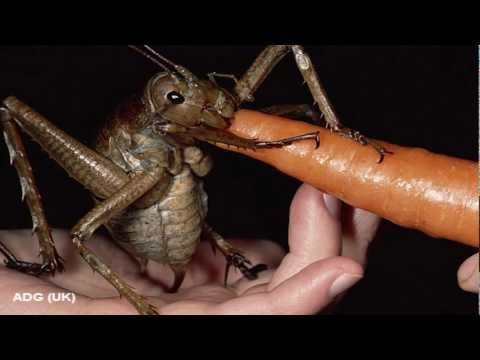 Incredible Insect Discovered In New Zealand 2011