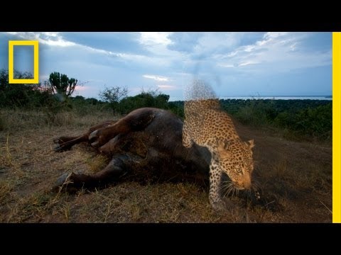 National Geographic Live! - Joel Sartore: Capturing Endangered Species