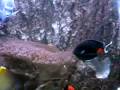 Presenting... the Angelfish Presenting... the Angelfish