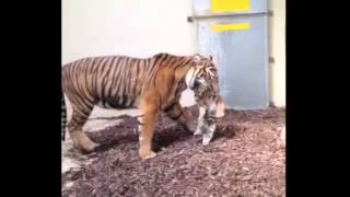 Kleurenfilmpje jonge Sumatraanse tijger | BurgersZoo.nl