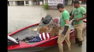Подвиг ради питомца: как в Техасе во время наводнения спасают животных