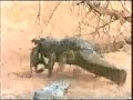 Baboon Vs Crocodile