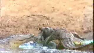 Baboon Vs Crocodile