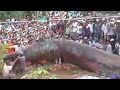 Photo Heboh Binatang Aneh Makhluk Alien Di Vietnam