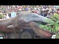 Image Heboh Binatang Aneh Makhluk Alien Di Vietnam