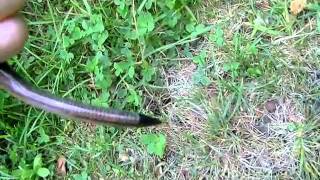 Determining In Slow Worm Anguis Fragilis You