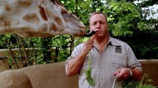 Zookeeper - Official Trailer 2011 (HD)