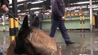 зачистка Калиниграда 06.02.2015