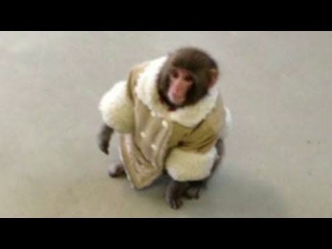 Watch Whatever happened to that IKEA monkey?