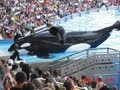 SeaWorld's Killer Whale's Splashing Visitors (in HD)