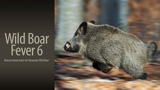 Wild Boar Fever 6 - trailer 1 - Hunters Video