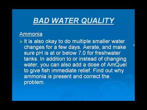 Fish Tank Water Problems