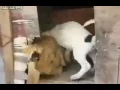 Image Video Pemerkosaan