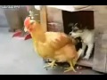 Picture Video Pemerkosaan