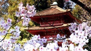 Zen Garden - Cherry Blossoms, Relaxation & Meditation - 50 minutes