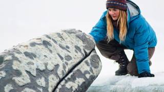 Big Miracle Movie Review: Beyond The Trailer