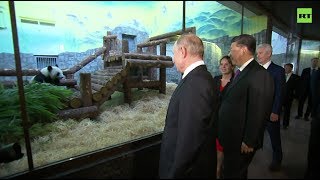 Путин и Си Цзиньпин приехали в Московский зоопарк посмотреть на панд (06.06.2019 12:19)