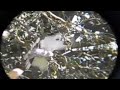 Photo Video Burung Senapan Angin Pencabut Nyawa