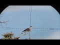 Image Video Burung Senapan Angin Pencabut Nyawa