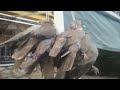 Picture Video Burung Senapan Angin Pencabut Nyawa