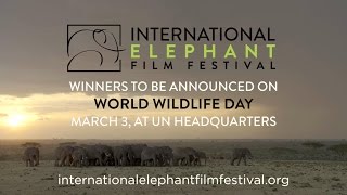 International Elephant Film Festival