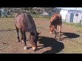 Picture Caballos Hermosos Zoofilia