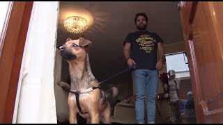 Бусинка под ёлкой: спасённая перуанским болельщиком собака готовится встретить Рождество