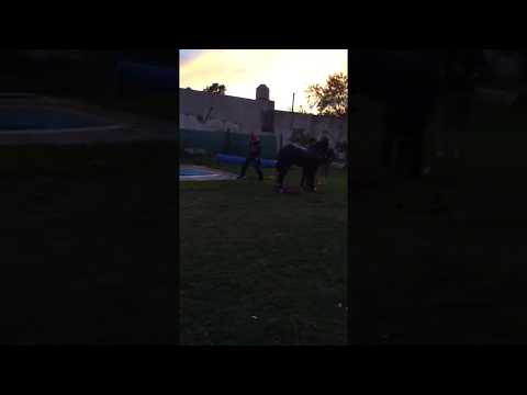Rescataron a un caballo que se cayó en una piscina