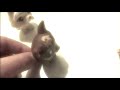 Image The Prophecy Girls Lps Episode 1 Dreams Of Prophecy