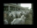 More than 17,000 cows are protected