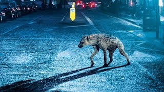 Hyena Trailer