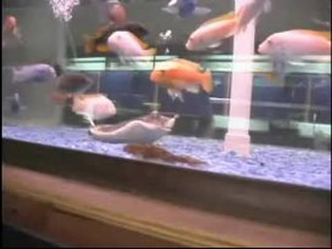 How to Buy Aquarium Fish : Filtration Tips for Aquariums