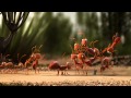 Clever Ants, Clever Ants Video