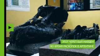В Аргентине найден череп гигантского травоядного динозавра