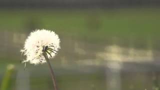 IDFA 2013 | Trailer | The Horses of Fukushima