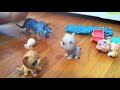Photo Lsp Stories The Island Episode 1 The Kitten Napping