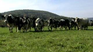 What's "Organic" About Organic? trailer