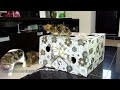 Funny cats. Mom-Cat and Kittens are diving in a Gift Box
