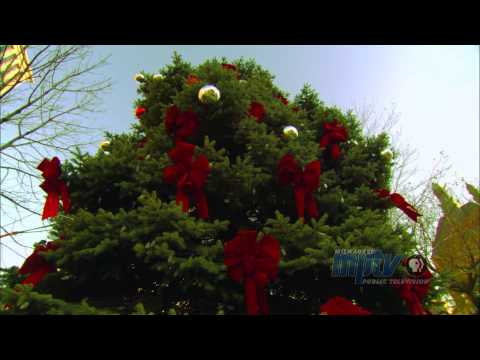 100 Years of the Milwaukee Christmas Tree | Randy Krouse, City of Milwaukee Forestry Dept