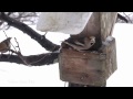 Bird feeding place Fuglemating i Bergstien