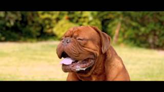 Pancho el perro millonario - Teaser Tráiler en Español