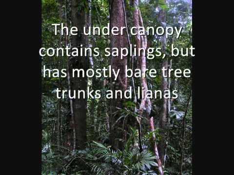 The Tropical Rainforest Biome.wmv