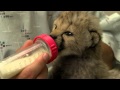 Cheetah Cub in Nursery, Cheetah Cub in Nursery Video