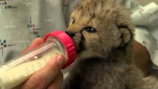 Cheetah Cub in Nursery