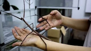 Палочник-гигант: в Китае обнаружили самое длинное насекомое в мире