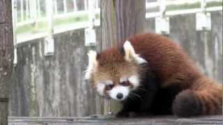 Зоопарк Maruyama Zoo, Япония