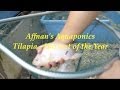 Affnan's Aquaponics - Tilapia Harvest 31st Dec 2010