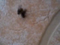 Picture Lalat Sex Must See Lol