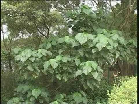 Plant Biology Part 4 - Euphorbiaceae