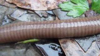 Largest Earthworm Ever